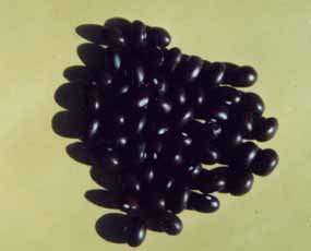 紫轱辘坡豆