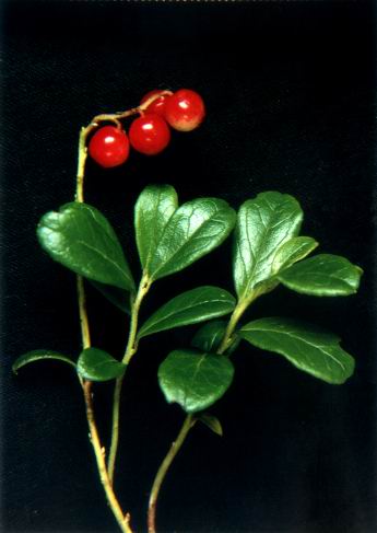 Lingonberry anthocyanin 