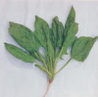 Spinacia oleracea extract