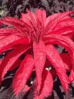 Amaranthus tricolor extract