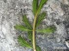 Myriophyllum spicatum Extract 