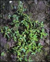 Arenaria serpyllifolia extract