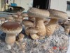 香菇菌床