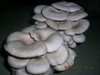 平菇菌床