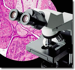 奥林巴斯CX31生物显微镜