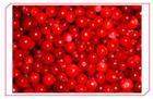 sell lingonberry anthocyanin
