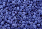 sell  blueberry  anthocyanin