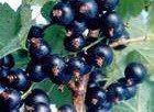 sell  black currant  anthocyanin