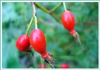 sell  rose hip anthocyanin