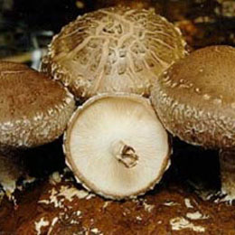Shiitake Mushroom Extract 