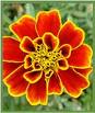 Marigold Flower P.E. 5%-80% Lutein