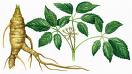 Ginseng Root Extract 80% Ginsenosides