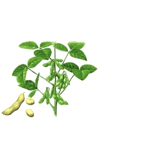 Soybean Extract (Isoflavone 10%-80%)