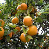 Citrus Aurantium Extract 