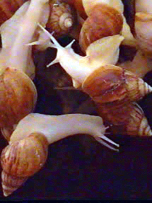 供应蜗牛种苗，回收商品蜗牛
