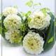 Nut Dahlia ivory！日本直送甜美香型干花系列装饰品[ナッツダリア アイボリー　Nut Da