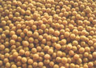 大豆提取物 Soybean Extract 