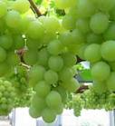 葡萄籽提取物 Grape Seed extract -Procyanidins 