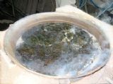 赞岐成长的海藻盐（450克）×3袋､在意肾功能和高血压[讃岐育ち海藻塩(450g)×3袋､腎機
