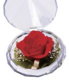 红玫瑰钻石形宝鲜花（保鲜花）